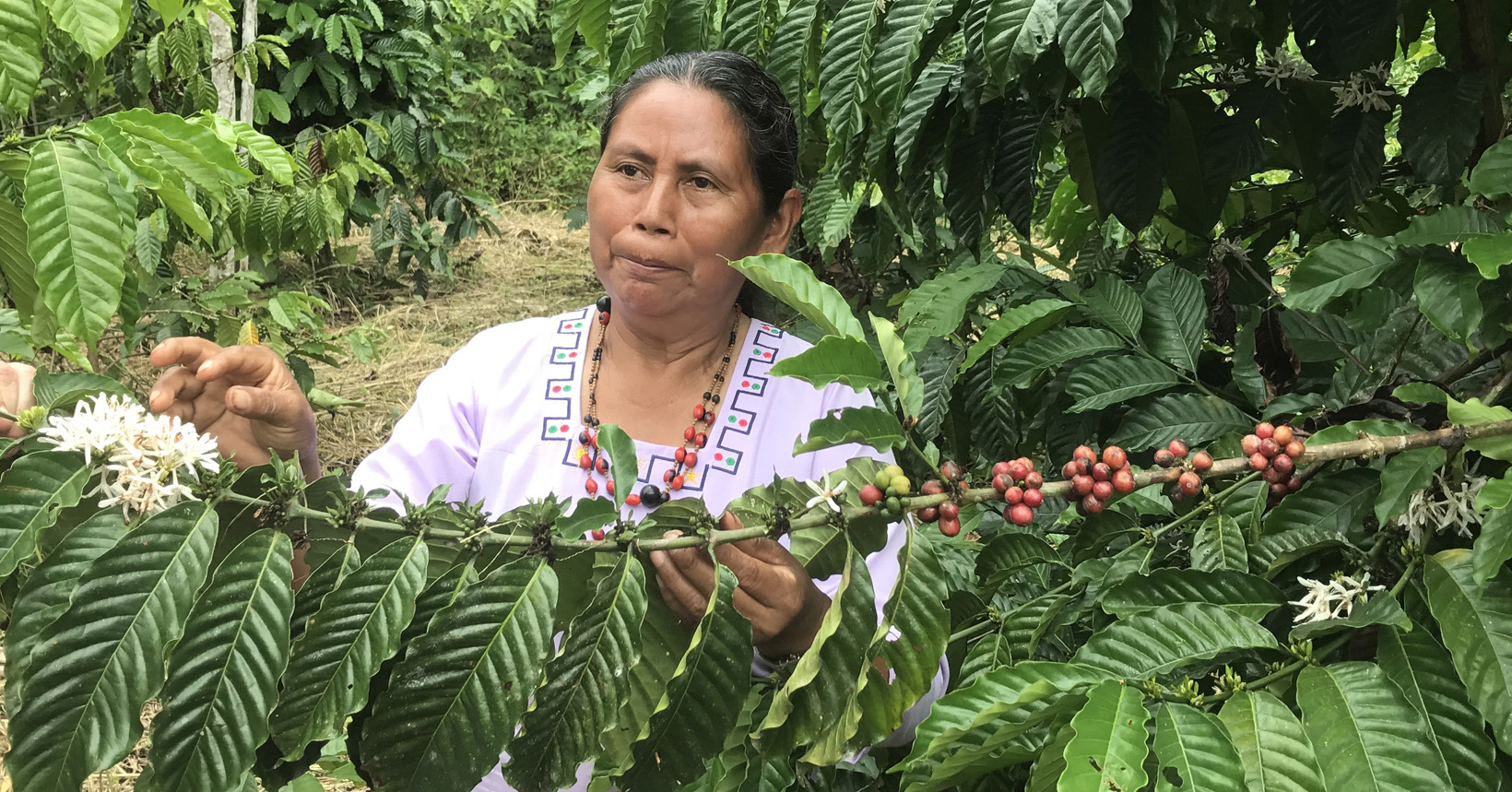A woman shows a branch of a coffee plant that has the different stages of coffee bean growth, from flowers on the left to developing cherries, to ready to pick fruit.
