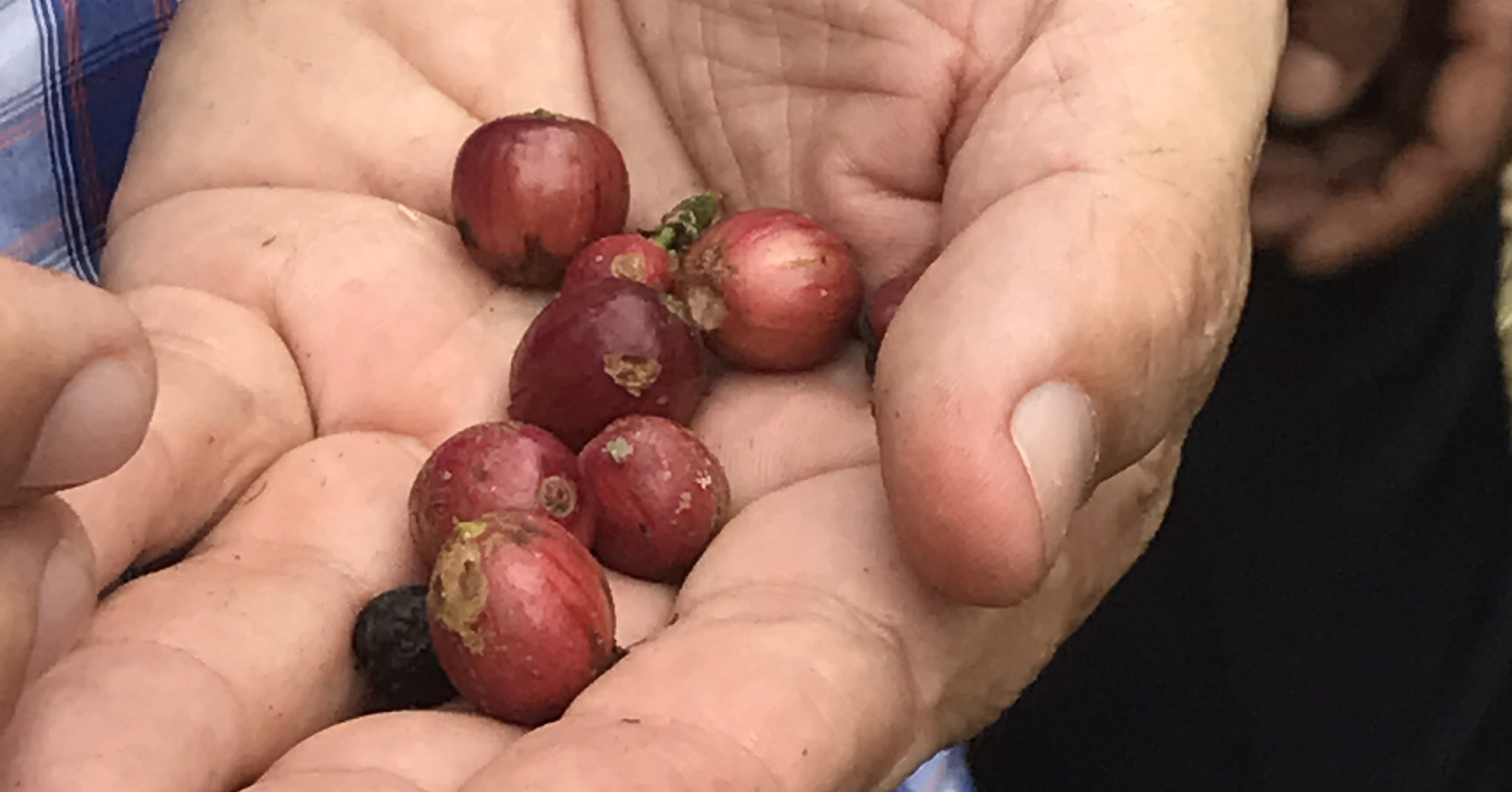 A hand holds nine ripe coffee cherries.
