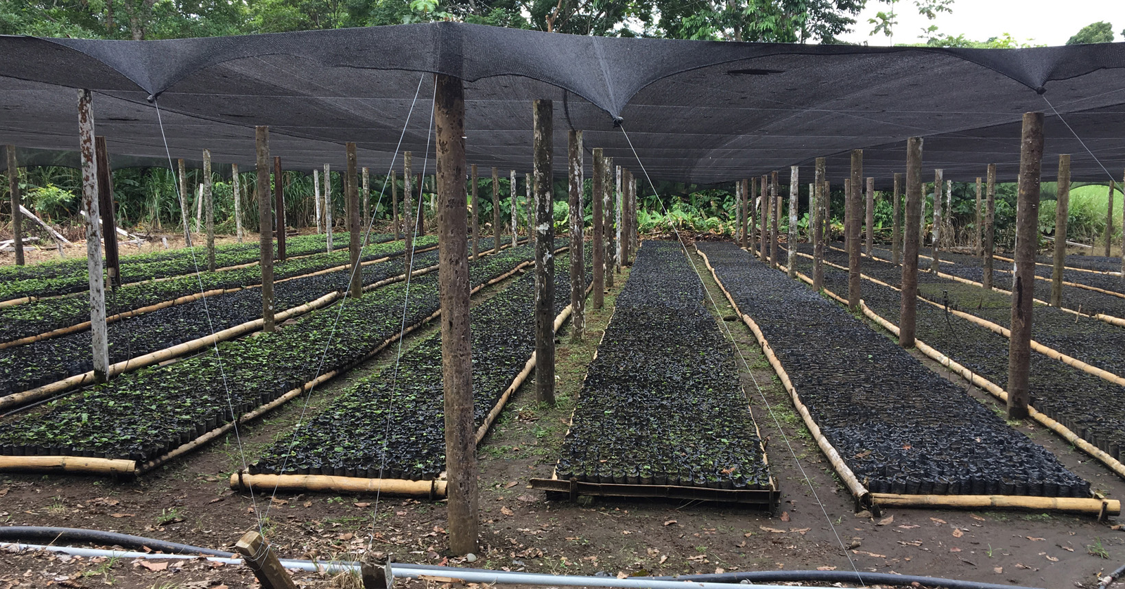 Rows of new coffee seedlings sit nestled under black tarps in rows.