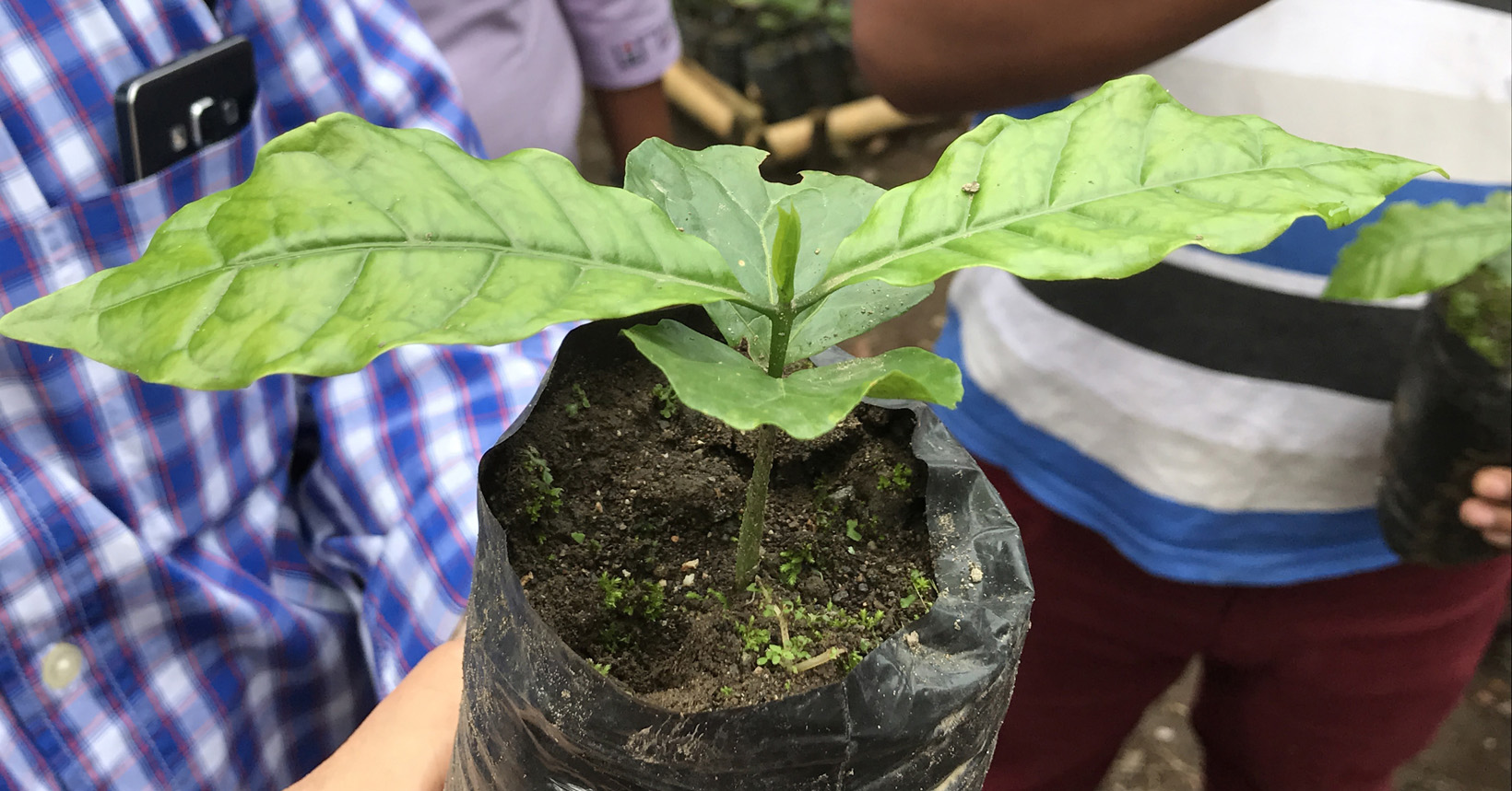 An up close view of a coffee seedling with six leaves coming from it's small stalk.