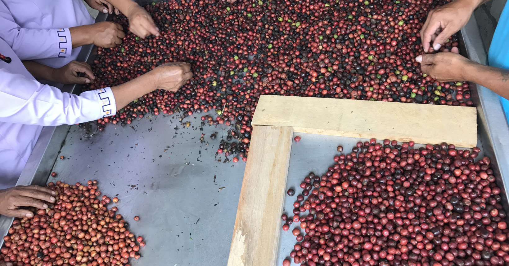 Multiple people hand sort coffee cherries based on size and color.