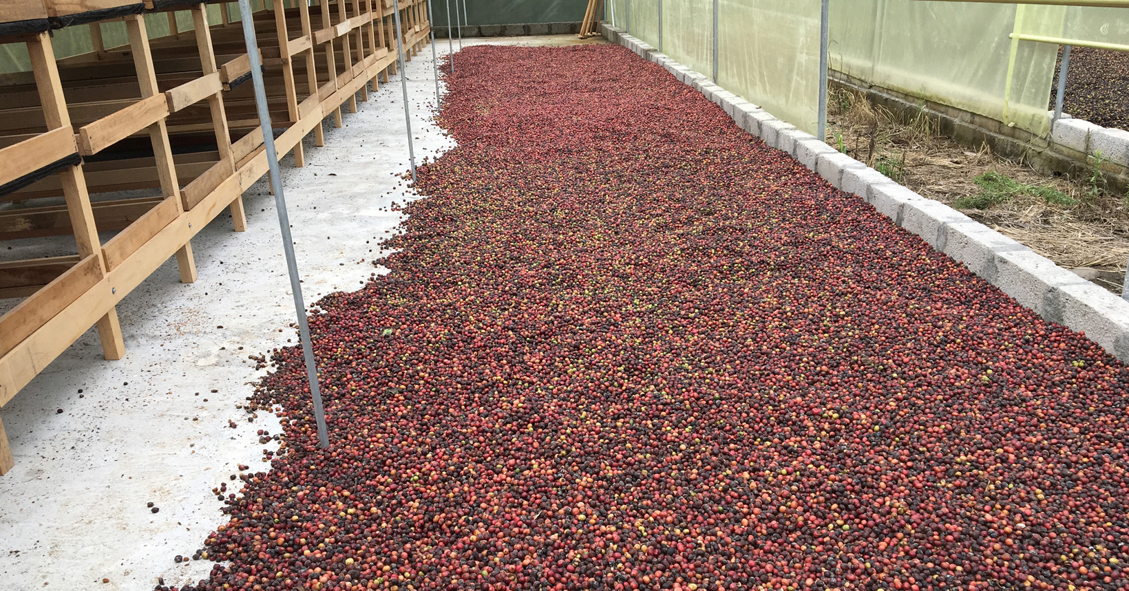 Coffee cherries sitting in tents to dry.