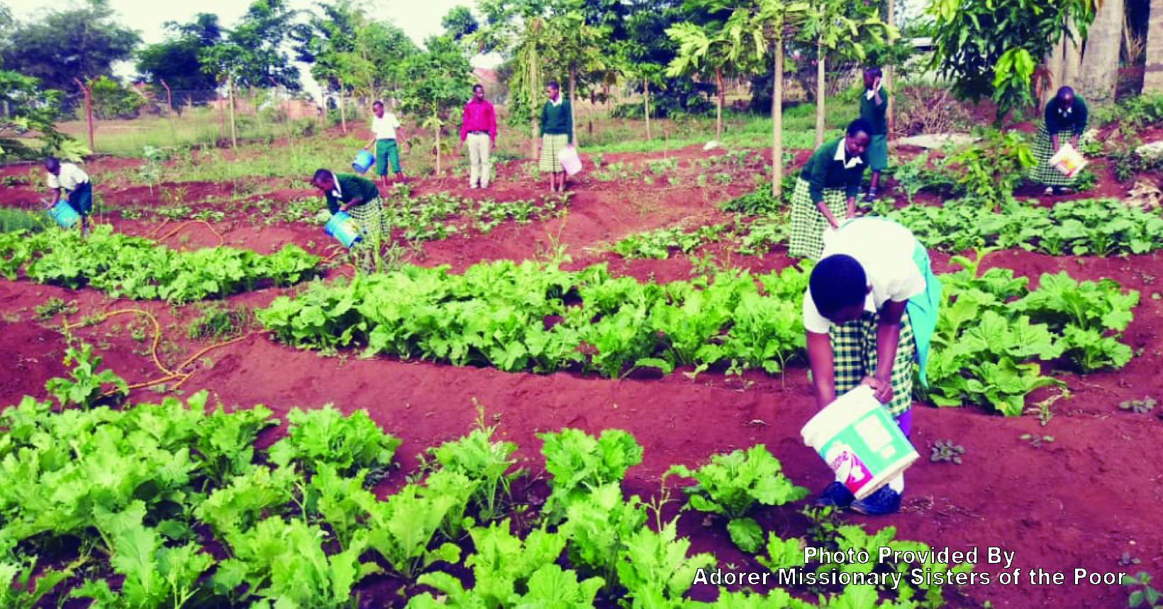 A group of students are working in their vegetable garden. With the help from the Foundation, the students are able to produce vegetable for themselves.