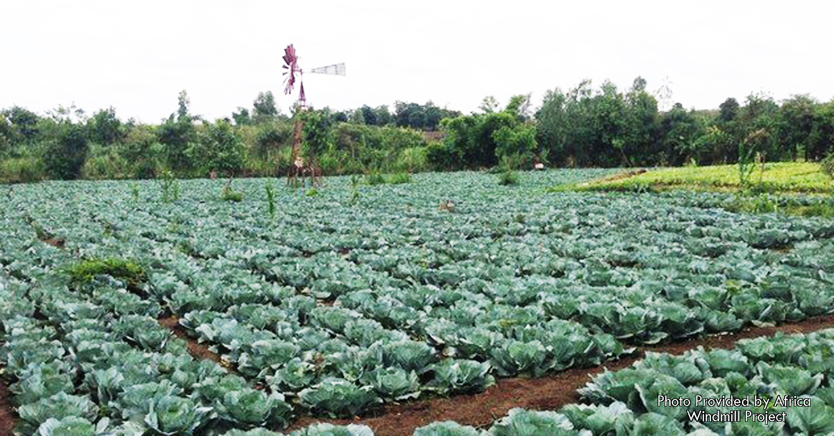 A small snapshot of a field in Malawi. Small holder farmers are starting to start their own business to generate additional income for themselves.