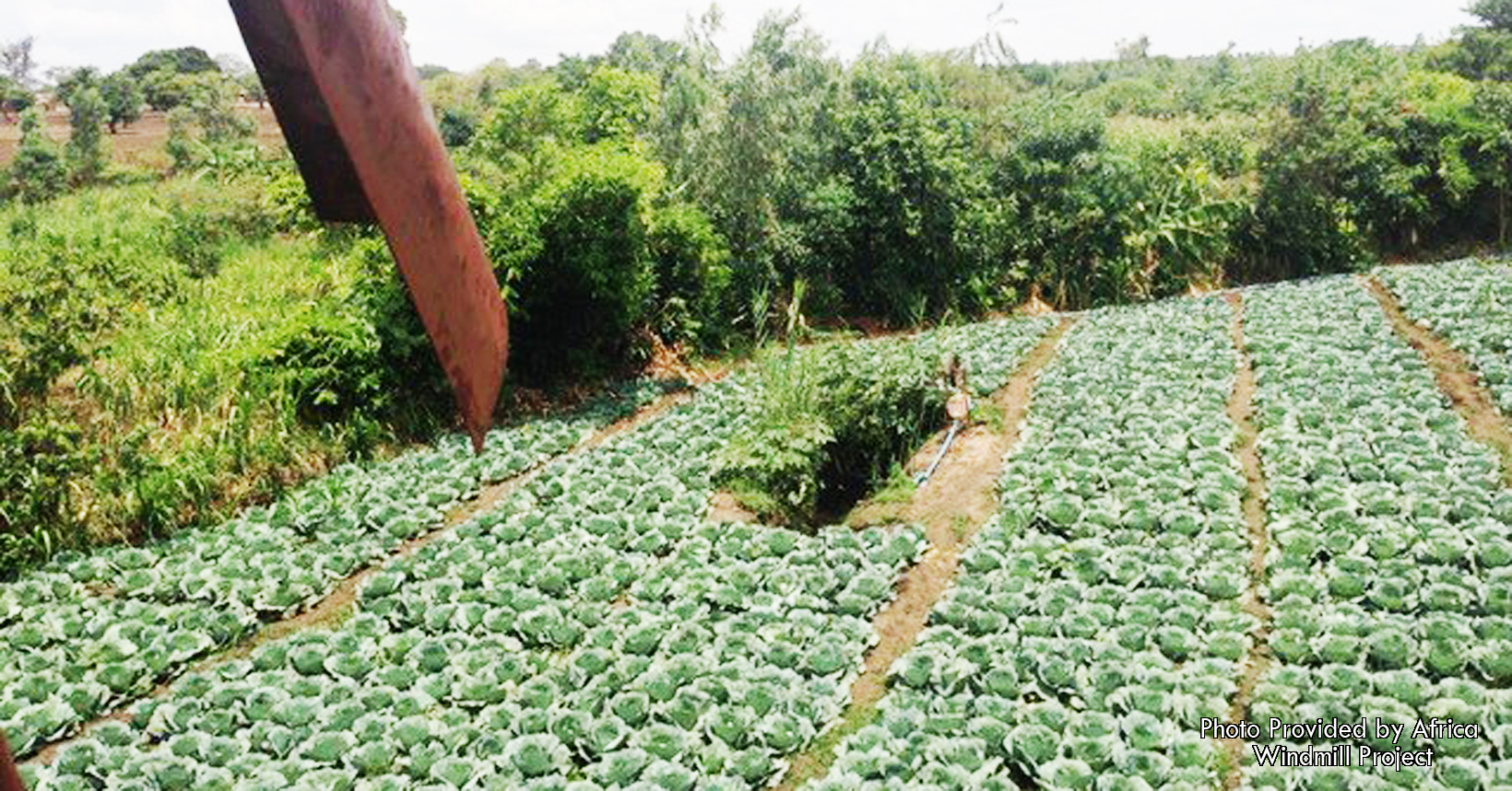 A large cabbage field that was grown by local farmers in Malawi. More and more land is being plowed to use for irrigation.
