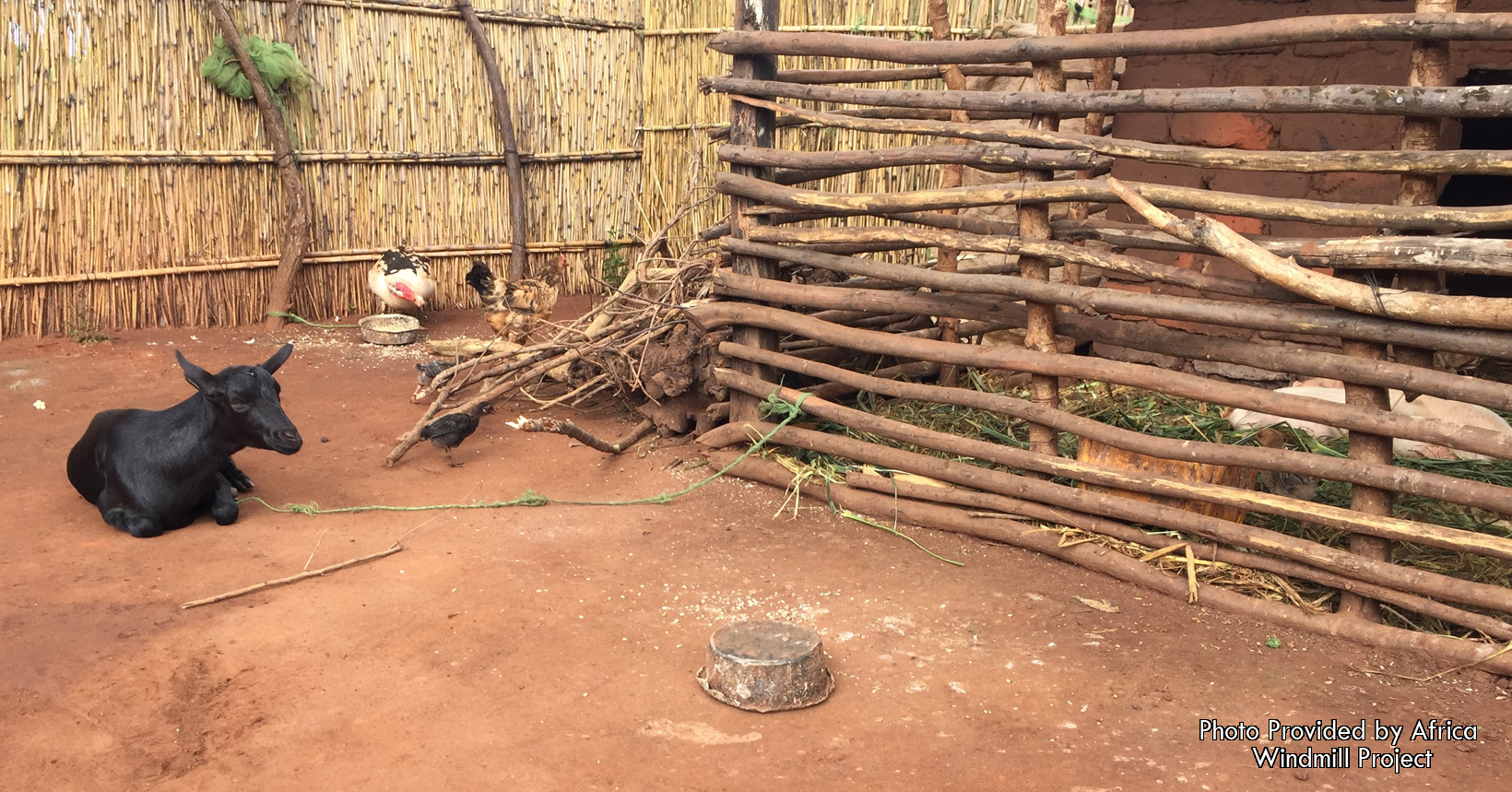 The Malaidza family have also purchased much livestock and begun to improve their living arrangements.