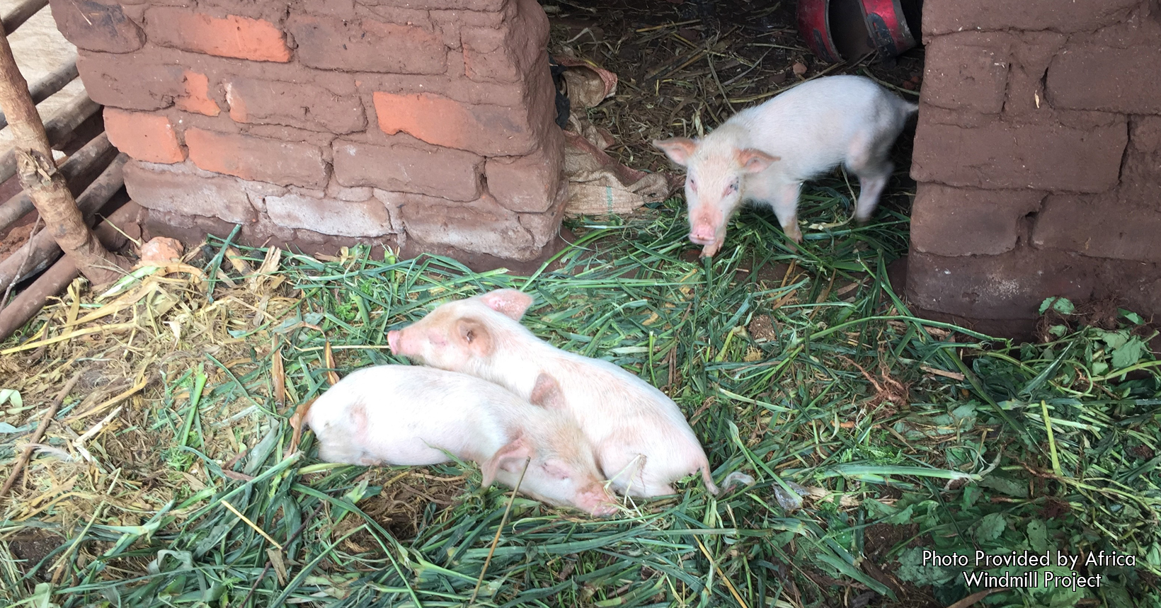 A few pigs were bought by Mercy Kamdambo after her successful harvest of her crops.